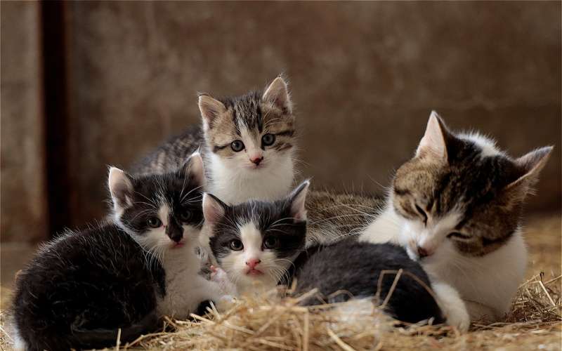 cat-family-g878be81db_1280.jpg