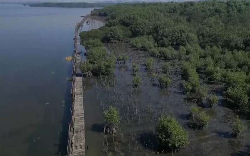 svetilnik mangrove.jpg