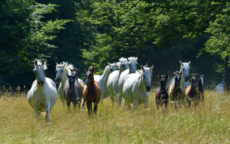 uneco-barbana-lipizzans-2.jpg