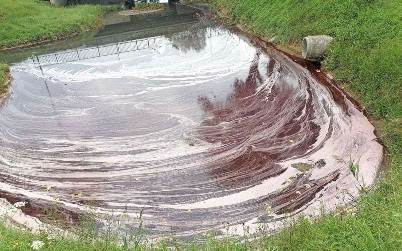 badaševica, rdeča barva, vino.jpg