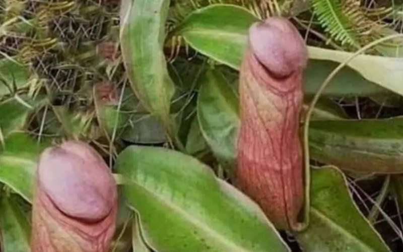 nepenthes-bokorensis