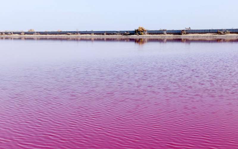 ROZA JEZERO.jpg