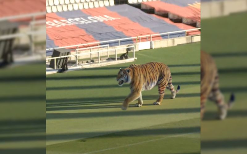tiger Montjuic.jpg