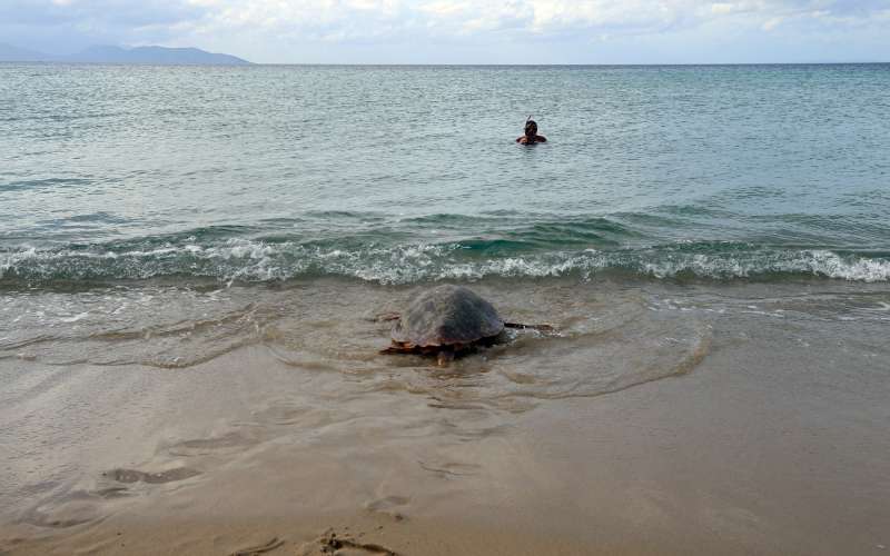caretta-caretta.jpg