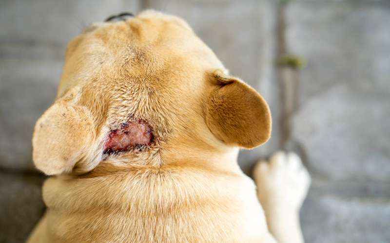 zivali pri veterinarju.jpg
