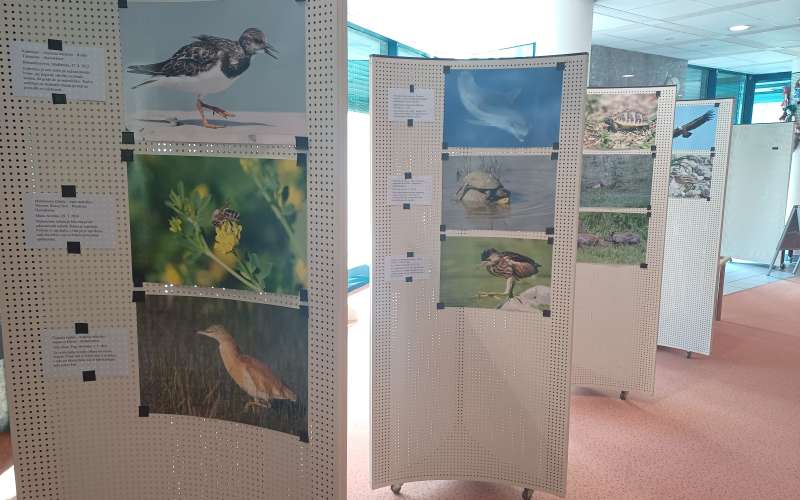 razstava, fotografije, matevž škalič, divje živali