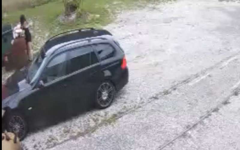 pes mučenje avto