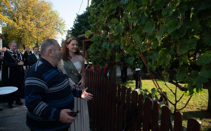 pečarovci, rez-vinske-trte, vinski-vitezi