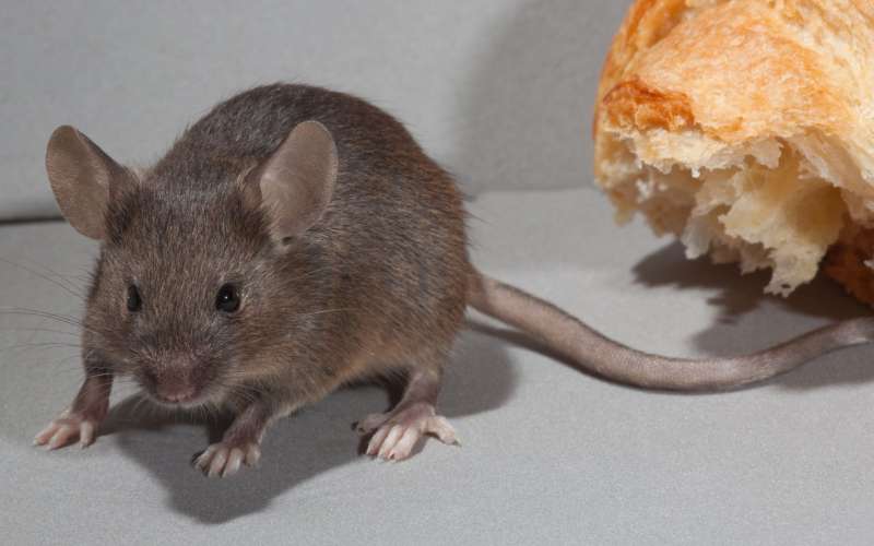 miš.jpg