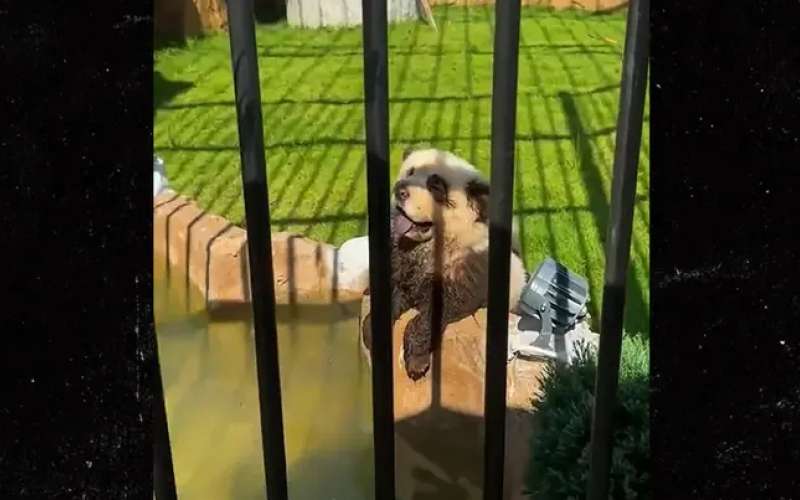 panda