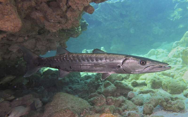 barakuda