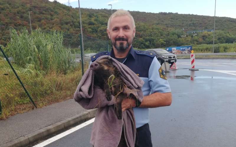 policist divji prašič