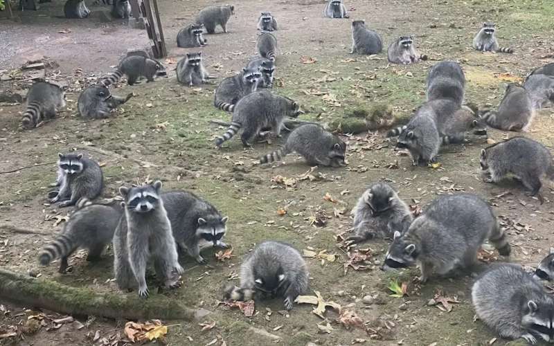 poulsbo-rakuni.jpg
