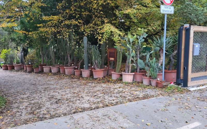 botanični-vrt, selitev-sredozemskih-rastlin