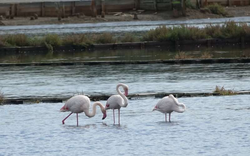 Flamingi, plemenci v Ninu (2).JPG