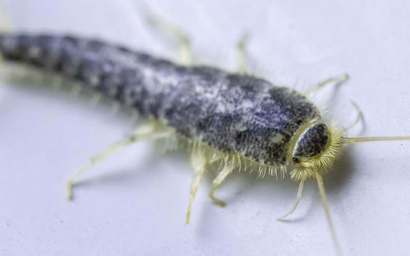 srebrna-ribica, lepisma-saccharina