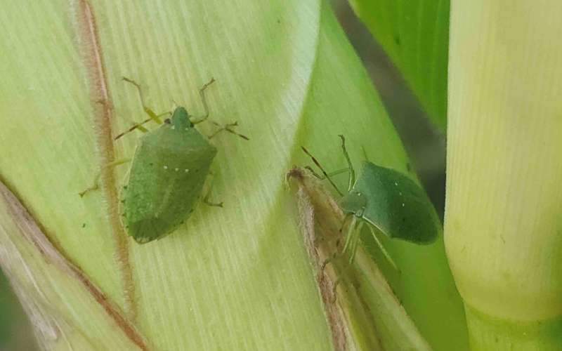 Zelena smrdljivka (Nezara viridula), 20.8.2024, DK.jpg