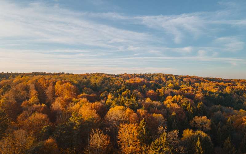 simbolična, jesen, gozd, goričko, drevesa, narava, dron, krošnja, krošnje