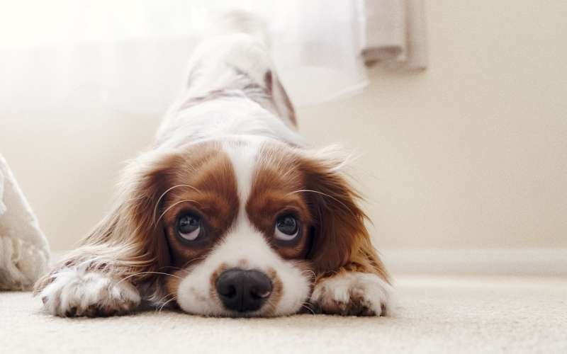 cavalier-king-charles-spaniel-5952324_1280.jpg
