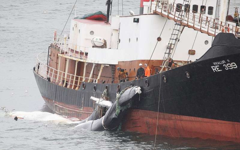 Hvalskurður_026.jpg