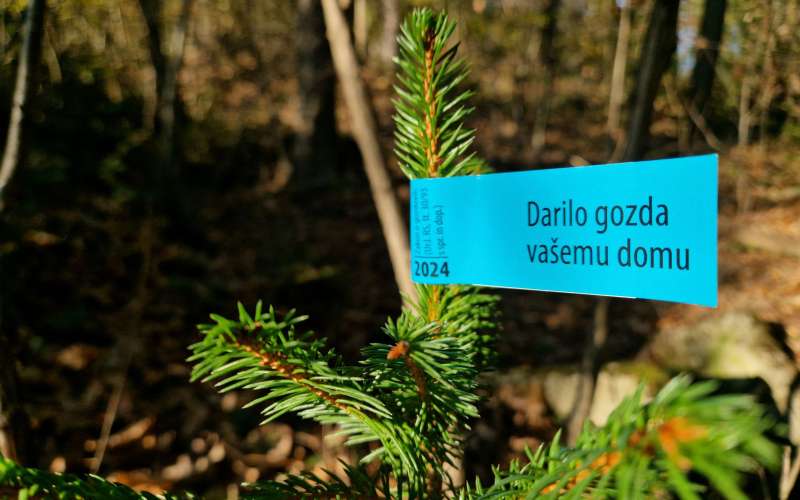 darilo-gozda.jpg