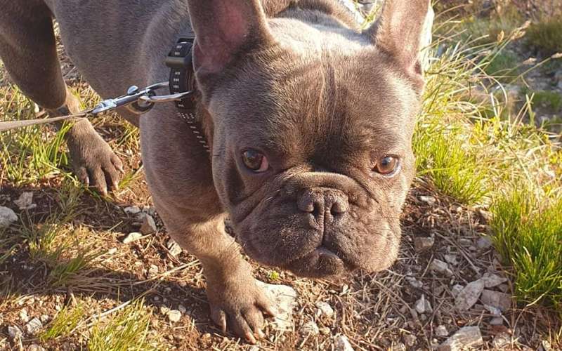 blu, buldog.jpg