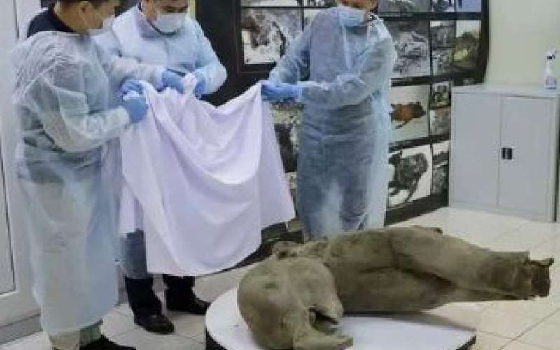 mamut.jpg