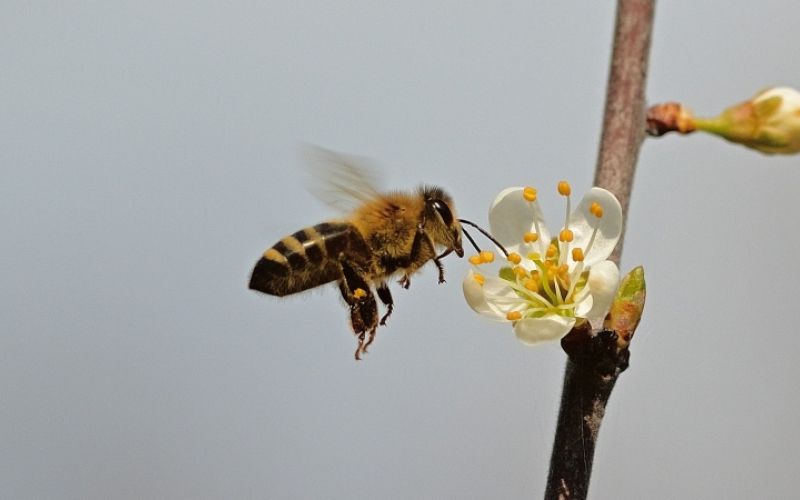 1621489448_bee-6230683_1920.jpg