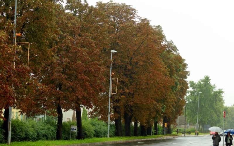 1691415055_cg_rjavenje_divjega_kostanja_1.jpg