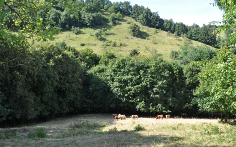 1707141231_mv-razpis_zarasčenost.jpg