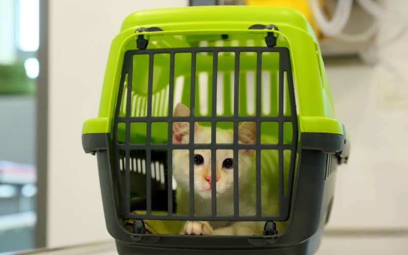 1665061639_cg_veterinarska_akcija.jpg