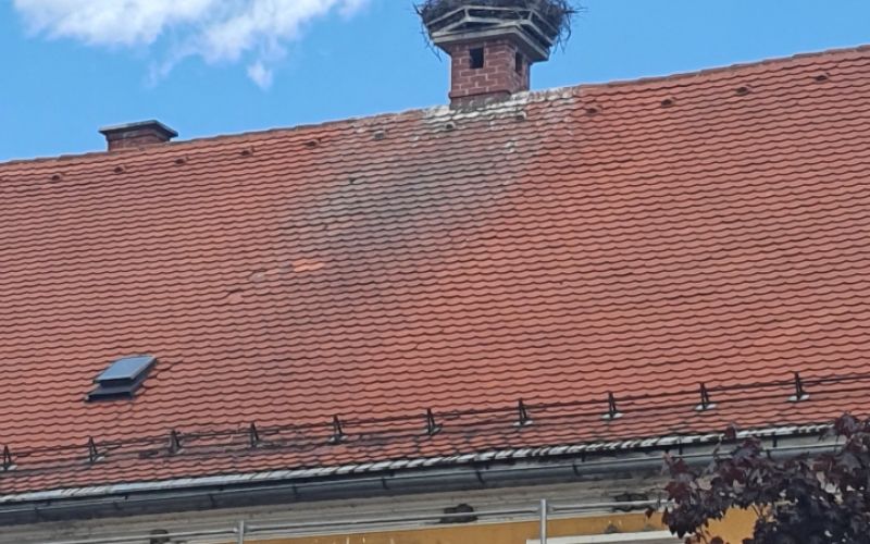 1621867693_dzh-storklje_in_lastovke.jpg