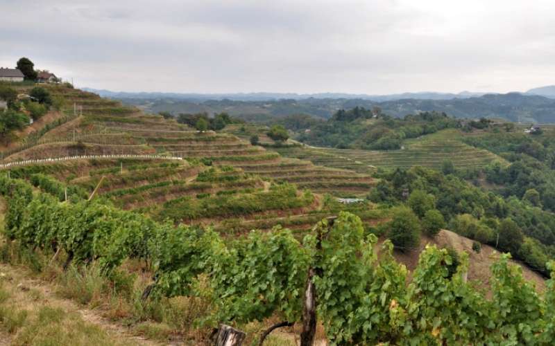 1667485332_mv-vinogradi_prijava.jpg