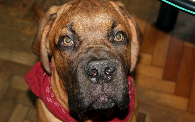 1485165333_veterinar-diabetes_2.jpg