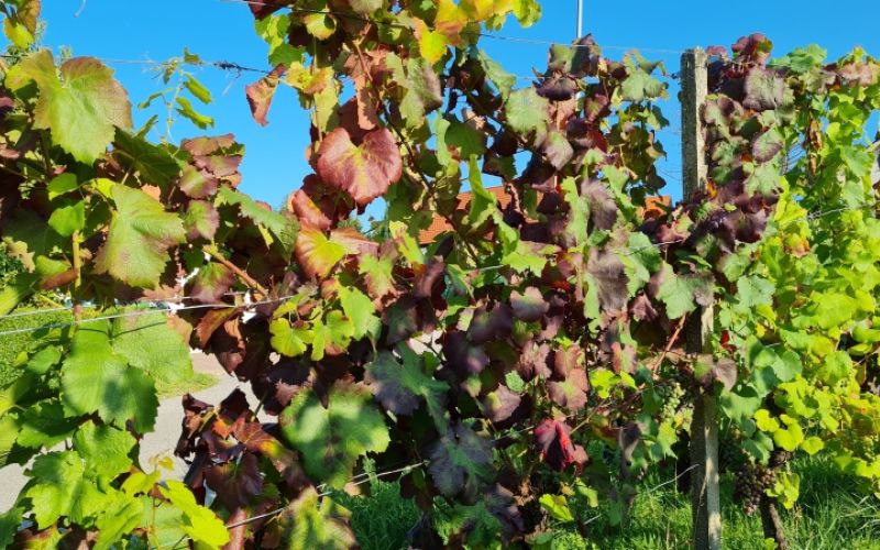 1643877631_sd-odločbe_za_vinograde.jpg