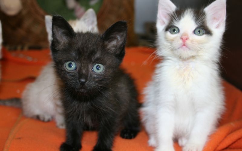 1509367116_84t-veterinar.jpg