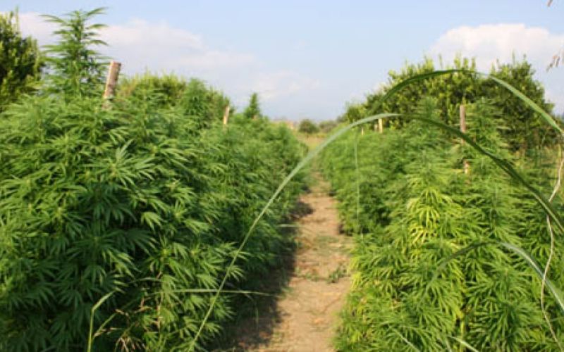 1465201828_marihuana.jpg
