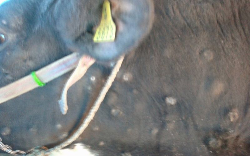 1470312746_mv-bolezen_goveda.jpg