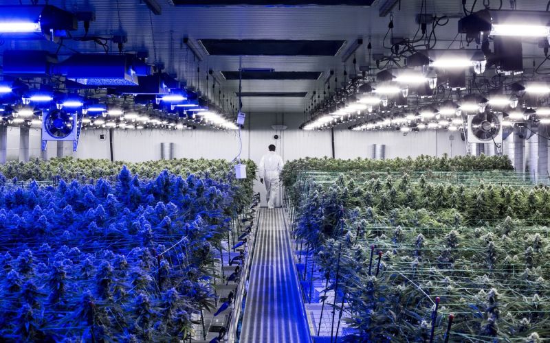 marihuana.jpg
