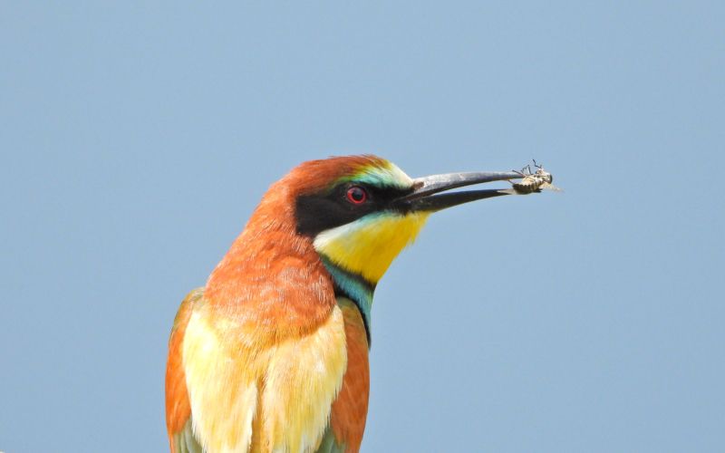Čebélar (Merops apiaster), peskokop Župjek, foto Dušan Klenovšek (2).JPG