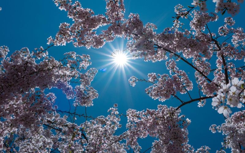 sonce, pomlad