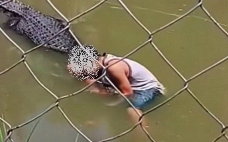 krokodil turist