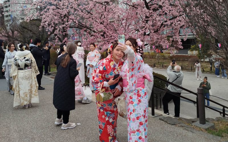 nika-grizila, japonska