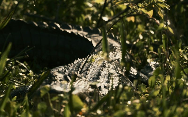 aligator.jpg