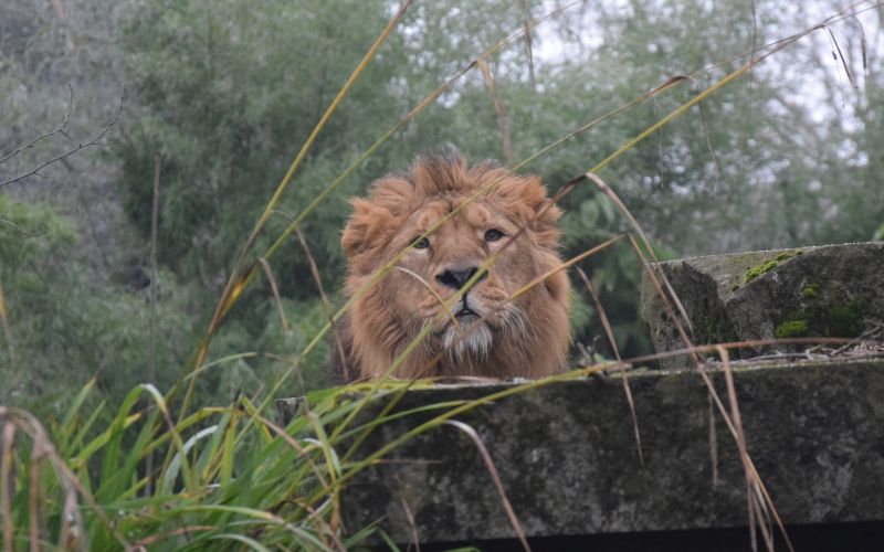 raman azijski lev zoo ljubljana.jpg