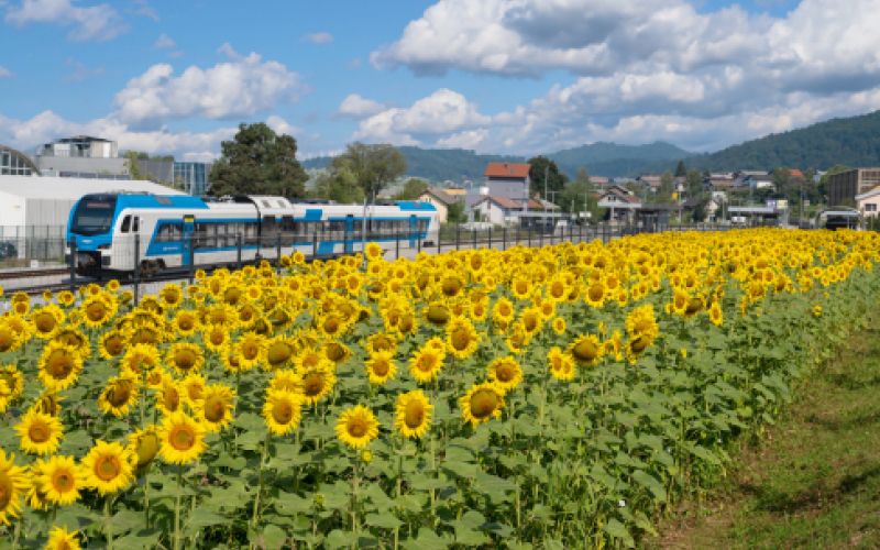 sončnice.png