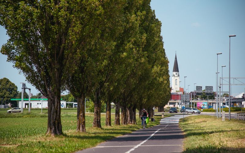 simbolična, drevored-rakičan, topoli, rakičanski, drevesa