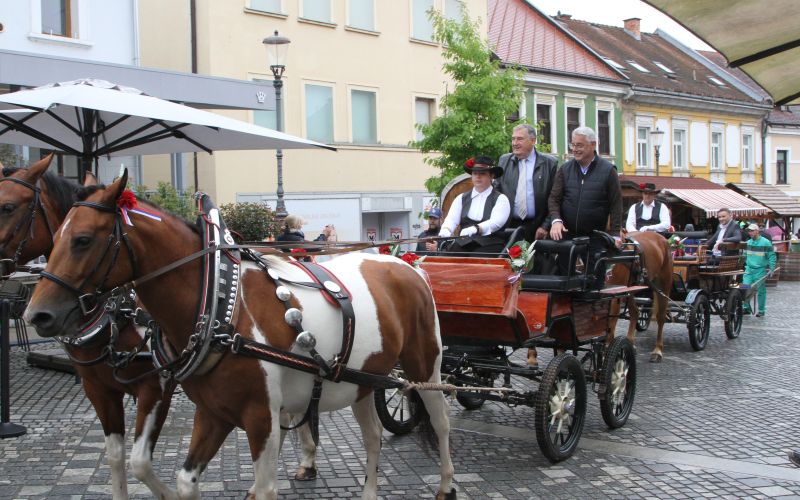 53-teden-cvicka, vinogradniska-povorka