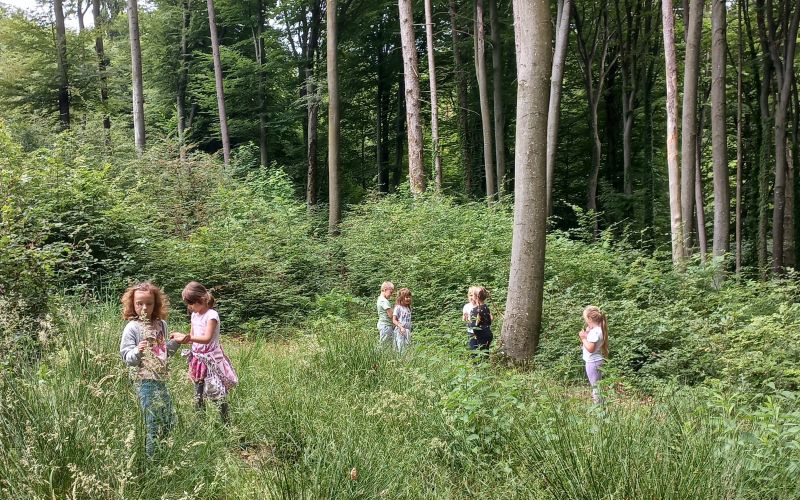 osnovna-sola-kapela, gozdna-pedagogika
