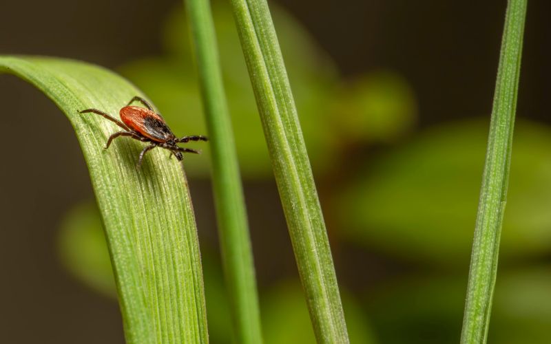 pexels-erik-karits-2093459-30742545.jpg